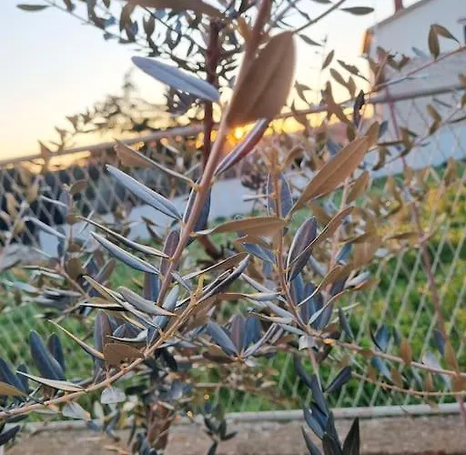 Chi Chi Διαμέρισμα Πούλα